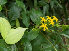 Mussaenda formosanum