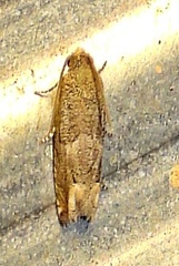 Epiblema strenuana