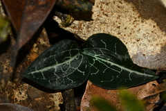 Anoectochilus formosanus