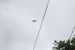 Pygochelidon cyanoleuca