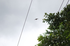 Pygochelidon cyanoleuca