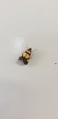 Deuterarcha xanthomela