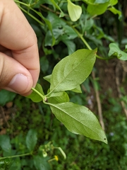 Mussaenda formosanum