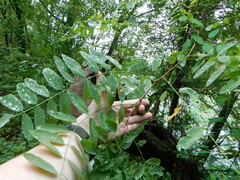Robinia pseudoacacia