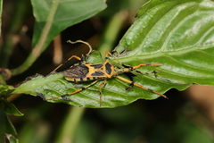 Zelus armillatus