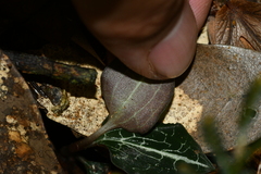 Anoectochilus formosanus