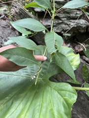 Deeringia polysperma