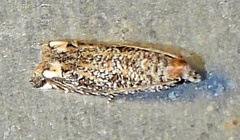 Eucosma