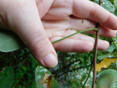 Robinia pseudoacacia