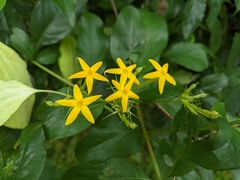 Mussaenda formosanum