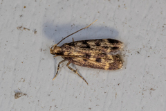 Martyringa latipennis