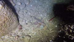 Callistoctopus ornatus