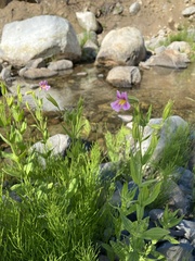 Erythranthe erubescens