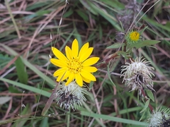 Grindelia hirsutula