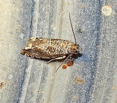Eucosma