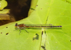 Ischnura pruinescens