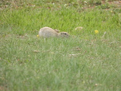 Urocitellus richardsonii