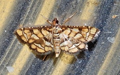 Hileithia magualis