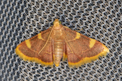 Hypsopygia