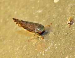 Acinopterus