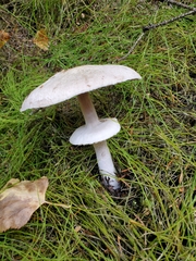 Agaricus hondensis