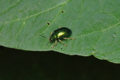 Colaspis laeta