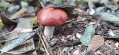Leratiomyces ceres