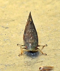Acinopterus