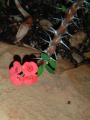 Euphorbia milii