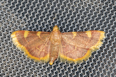 Hypsopygia