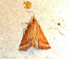 Microtheoris ophionalis