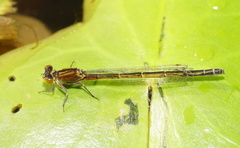 Ischnura pruinescens