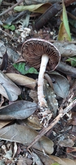 Leratiomyces ceres