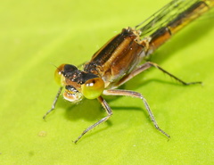 Ischnura pruinescens