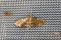 Anageshna primordialis