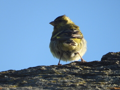Spinus barbatus