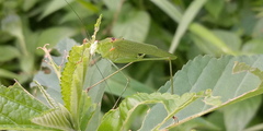 Phaneroptera