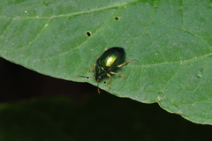 Colaspis laeta