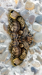 Brahmaea wallichii insulata