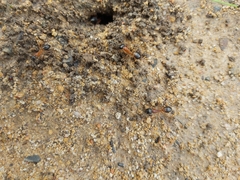 Camponotus consobrinus