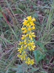 Solidago erecta