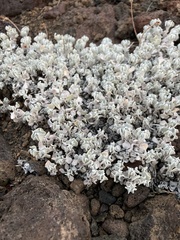 Eriogonum ovalifolium