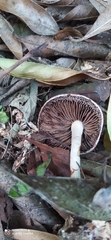 Leratiomyces ceres