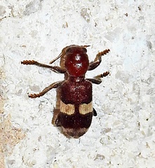 Enoclerus quadrisignatus