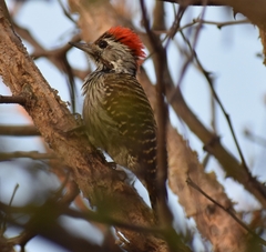 Chloropicus fuscescens