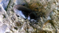 Dorcus rubrofemoratus yamadai