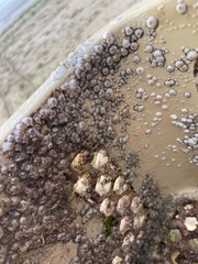 Amphibalanus amphitrite