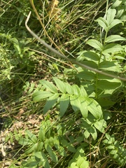 Polemonium occidentale occidentale