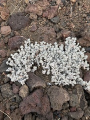 Eriogonum ovalifolium