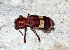 Enoclerus quadrisignatus